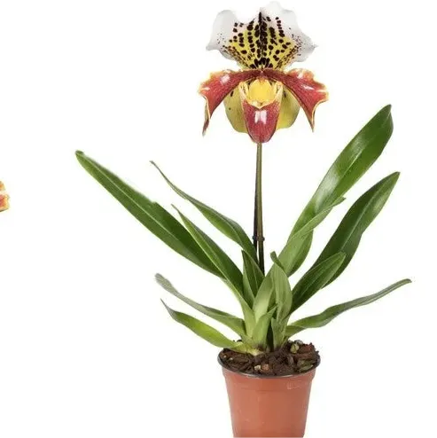 Paphiopedilum ‘USA 1T Brown - Kvety Shop