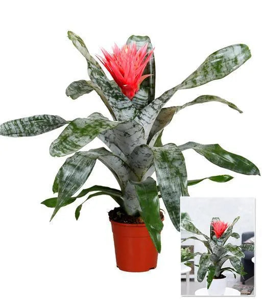 Aechmea Fasciata Primera - Kvety Shop