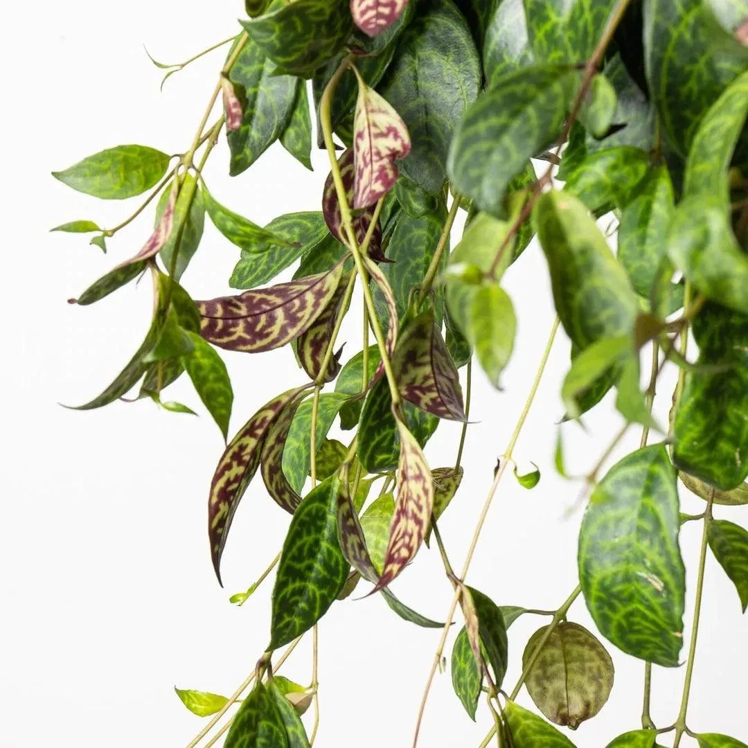 Aeschynanthus Marmoratus - Kvety Shop