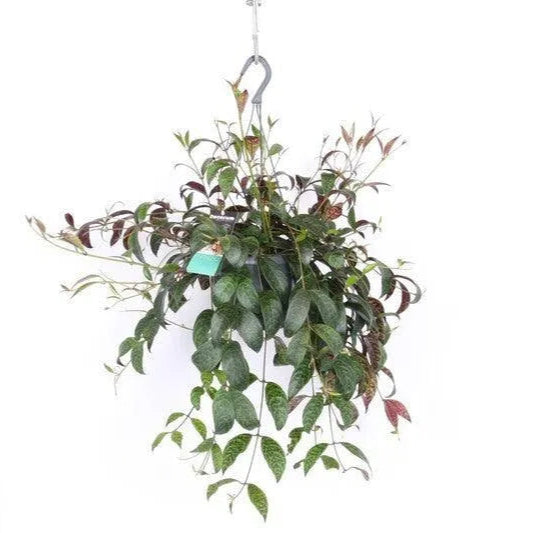 Aeschynanthus Marmoratus - Kvety Shop