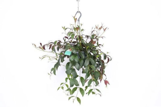 Aeschynanthus-Marmoratus-kvetyshop - Kvety Shop