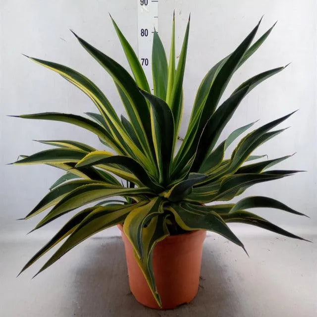 Agave Desmettiana Variegata - Kvety Shop