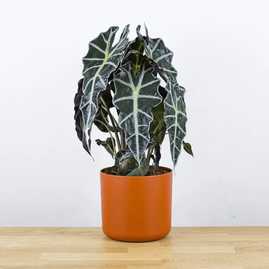 Alocasia polly medium - Kvety Shop