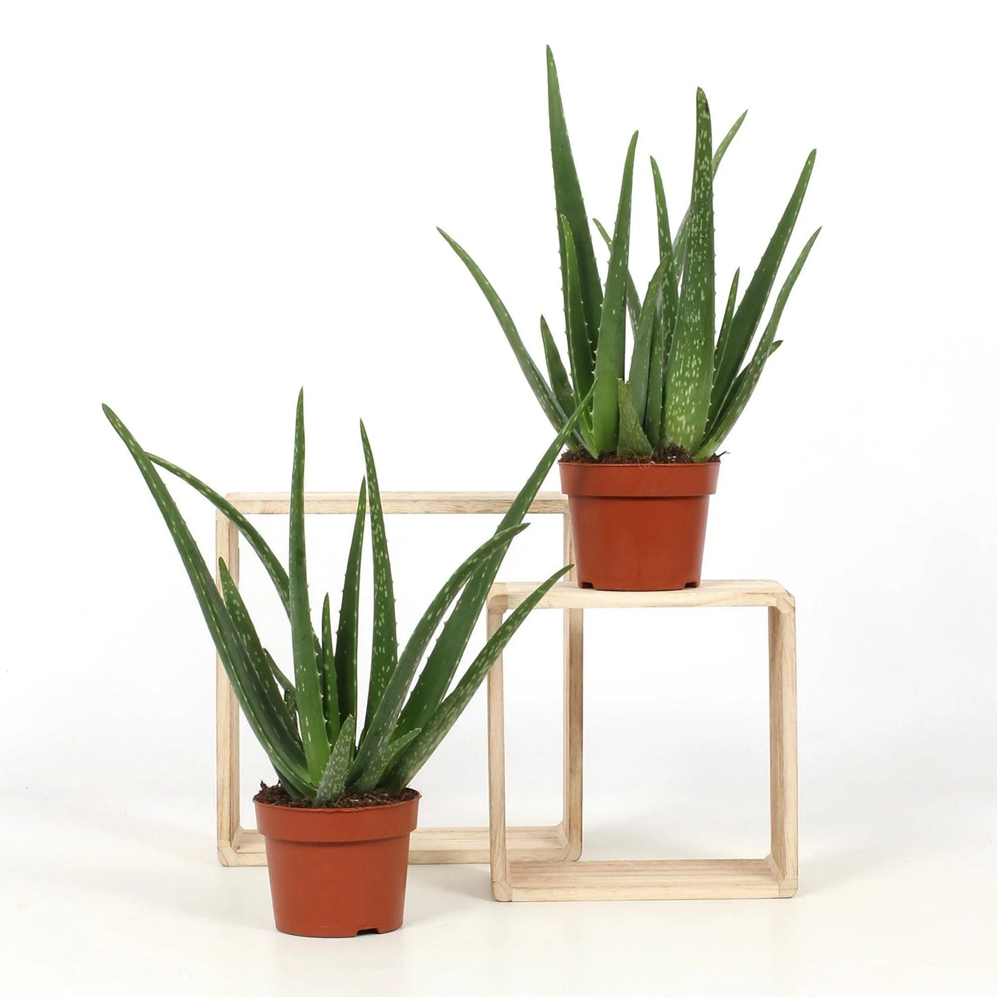 Aloe Vera - Kvety Shop