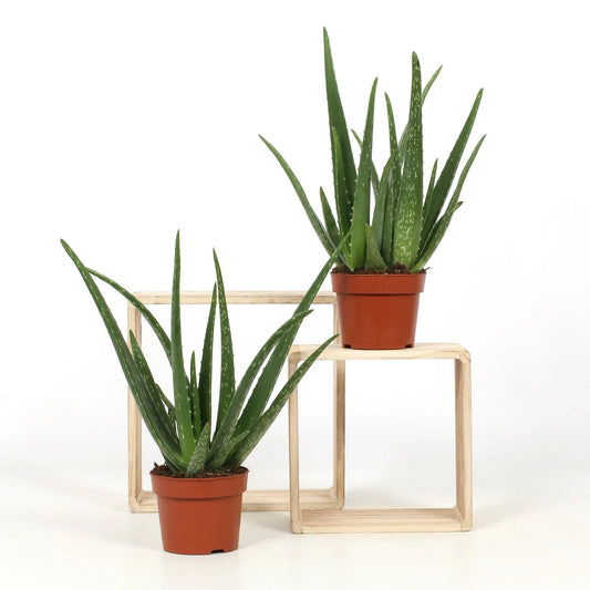 Aloe-vera-kvetyshop - Kvety Shop