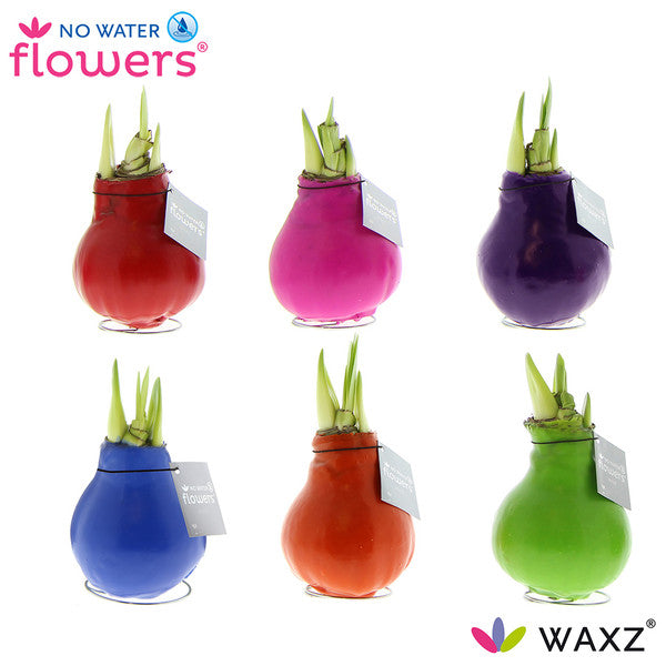 Amaryllis bulb Waxz Happy - Kvety Shop