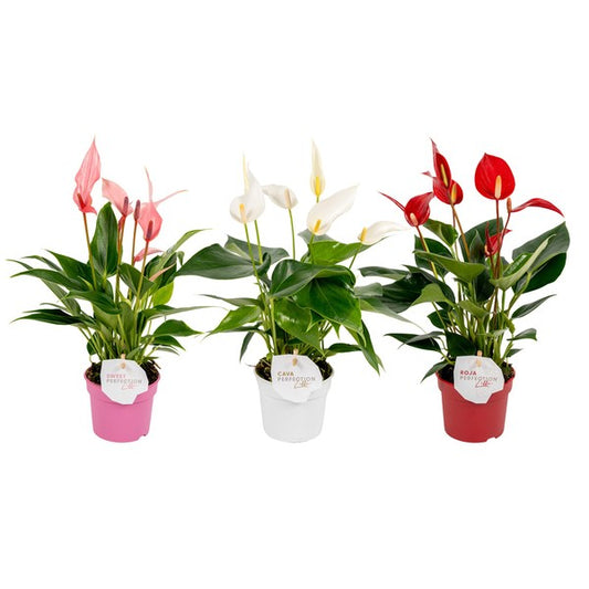 Anthurium andr Banderola - Kvety Shop