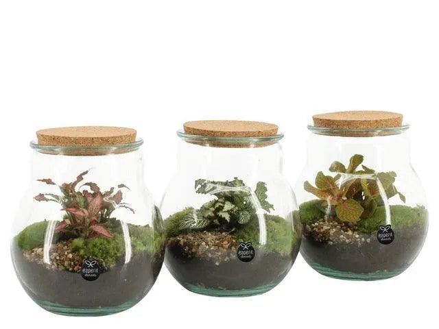 AranzmanCompoTerrarium90365Thickglass-kvetyshop - Kvety Shop