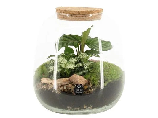 Aranžmán Compo Terrarium 90424 - Kvety Shop