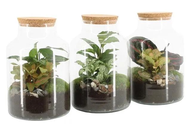 AranzmanCompoTerrarium90590 - Kvety Shop