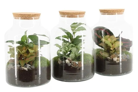 Aranžmán Compo Terrarium 90590 - Kvety Shop