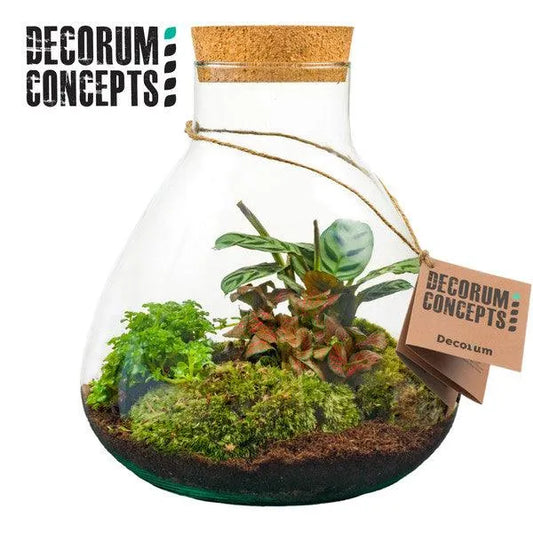 Aranžmán Compo Terrarium Erlenmeyer - Kvety Shop