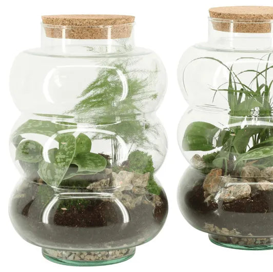 AranzmanvskleCompoTerrarium90580 - Kvety Shop