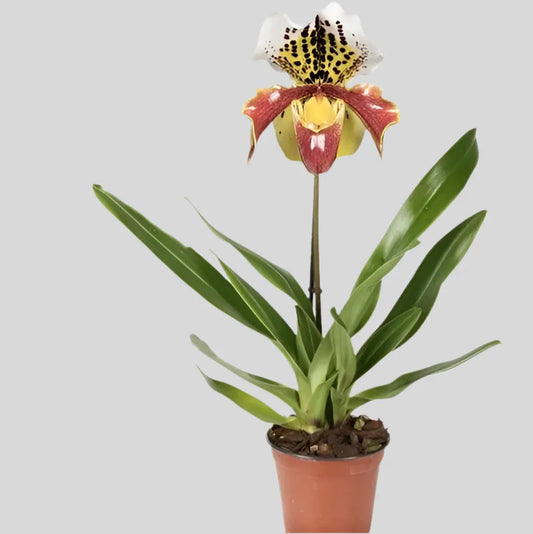 Paphiopedilum ‘USA 1T Brown - Kvety Shop