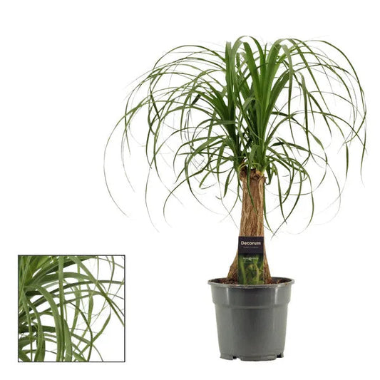 Nolina Beaucarnea recurvata - Kvety Shop