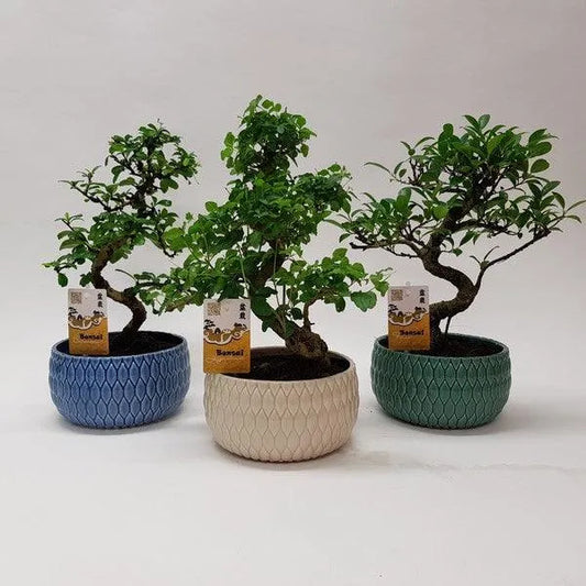 BonsaimixinceramicLily - Kvety Shop