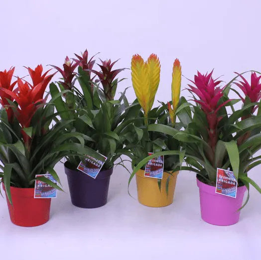 Bromeliamix - Kvety Shop