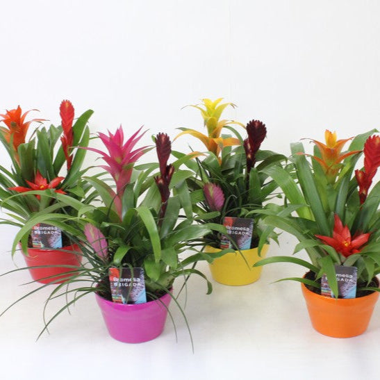 Bromelia mix + keramicky kvetináč Elle - Kvety Shop