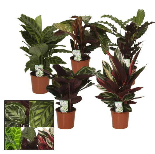 Calatheamix40cm - Kvety Shop