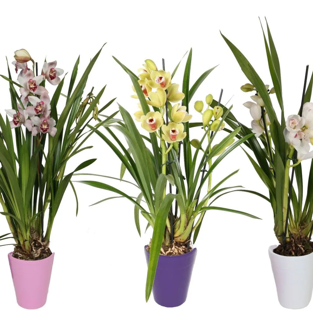 Cymbidium 5t Mini - Kvety Shop