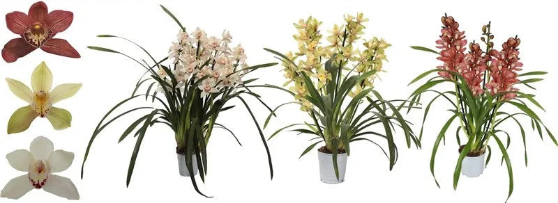 Cymbidium 5t Mini - Kvety Shop