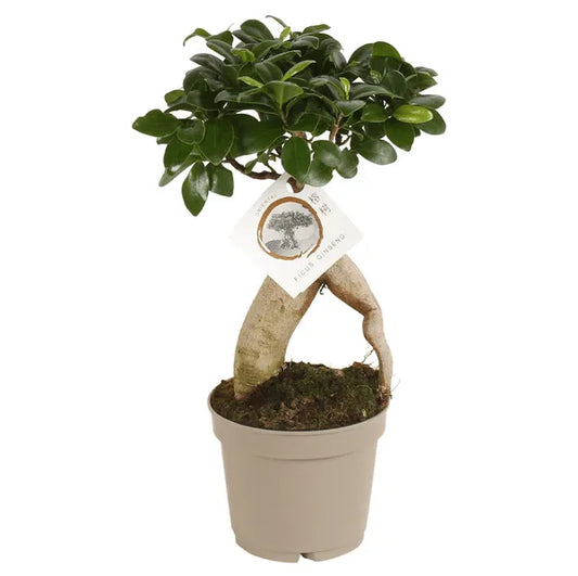 FicusmicrGinsengcarbonfreepot - Kvety Shop