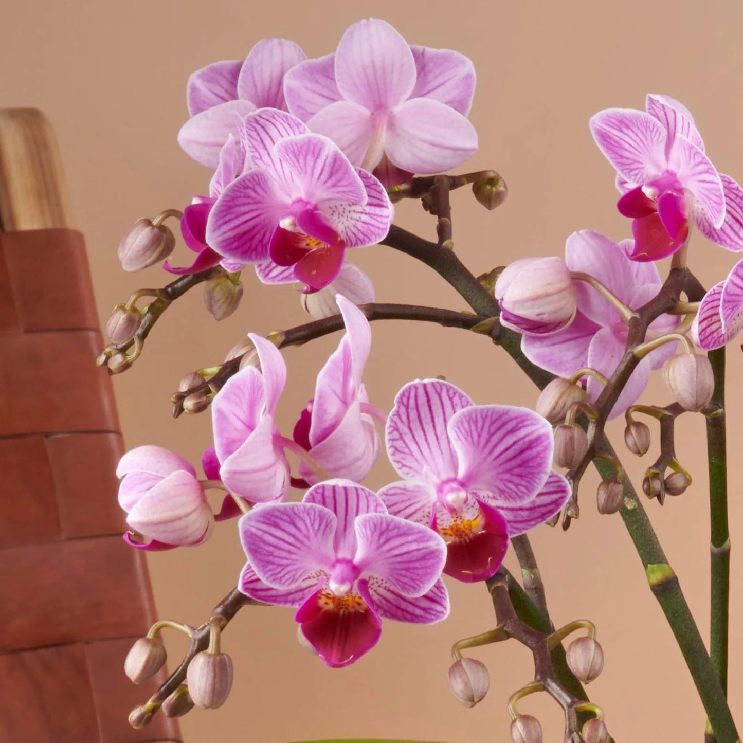 Phalaenopsis Freedanzo 3T - Kvety Shop