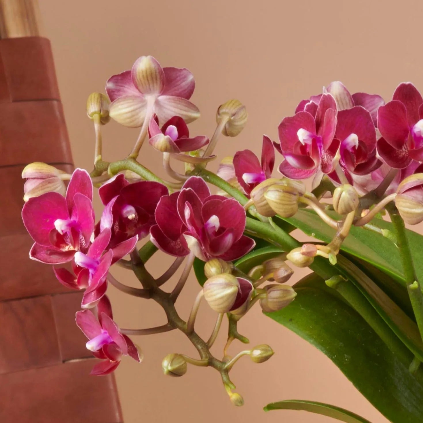 Phalaenopsis Freedanzo 3T - Kvety Shop