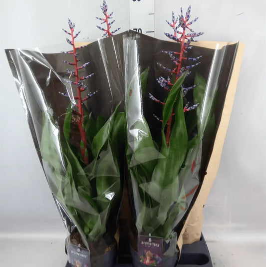 Aechmea Blue rain - Kvety Shop