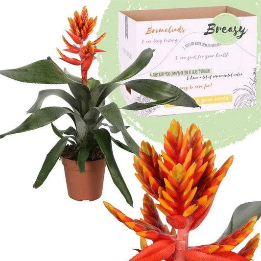 Aechmea Pepita Elegant Flames - Kvety Shop