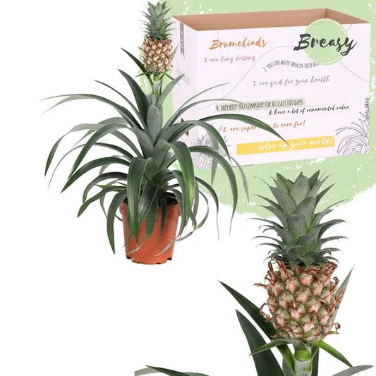 Ananas Mi amigo - Kvety Shop