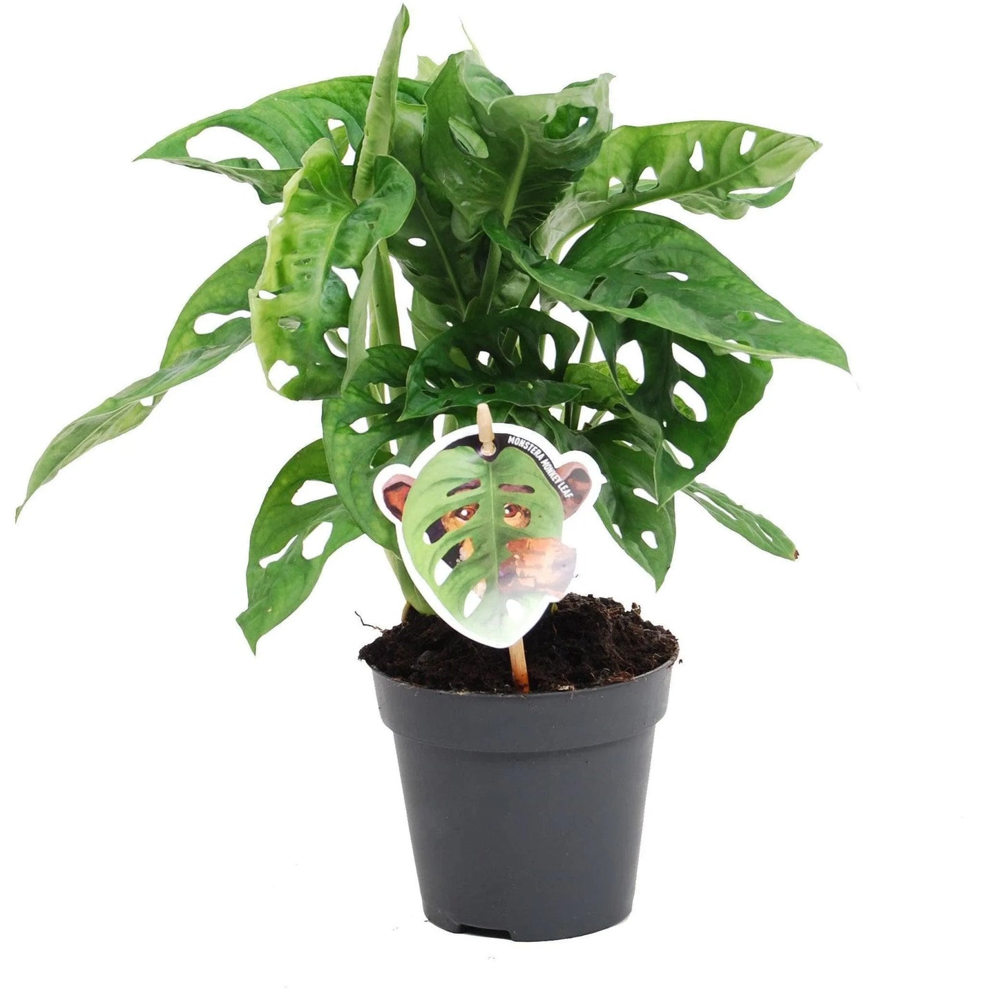 Monstera-obliqua-kvetyshop - Kvety Shop