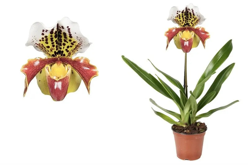 Paphiopedilum ‘USA 1T Brown - Kvety Shop