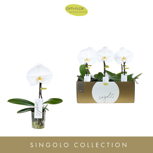 Phalaenopsis Singolo Tosha - Kvety Shop