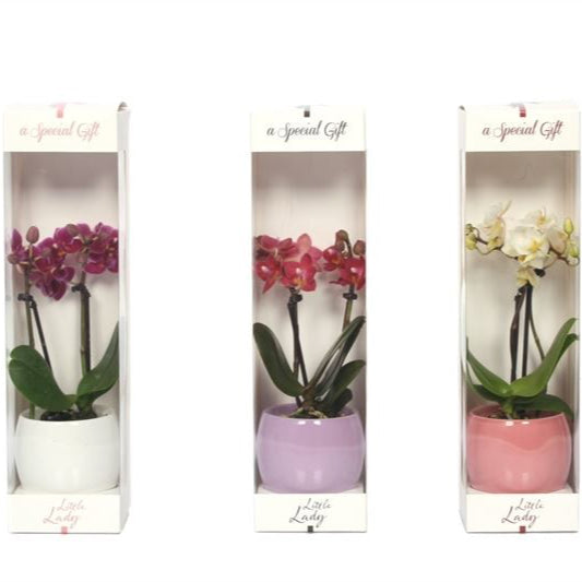 Phalaenopsis mini 2t. in Lisa + giftbox - Kvety Shop