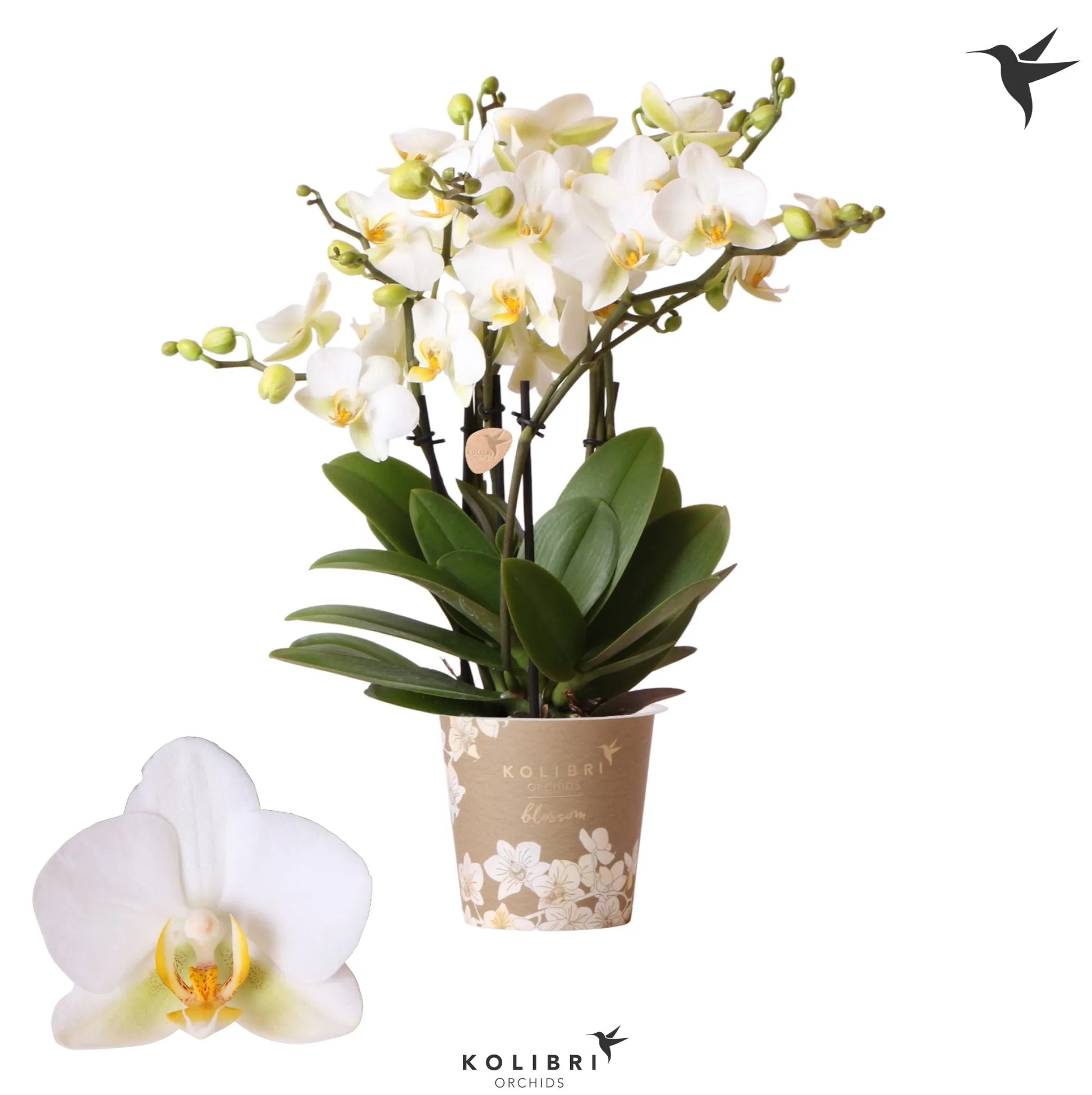 Phalaenopsis mult anthura lausanne - Kvety Shop