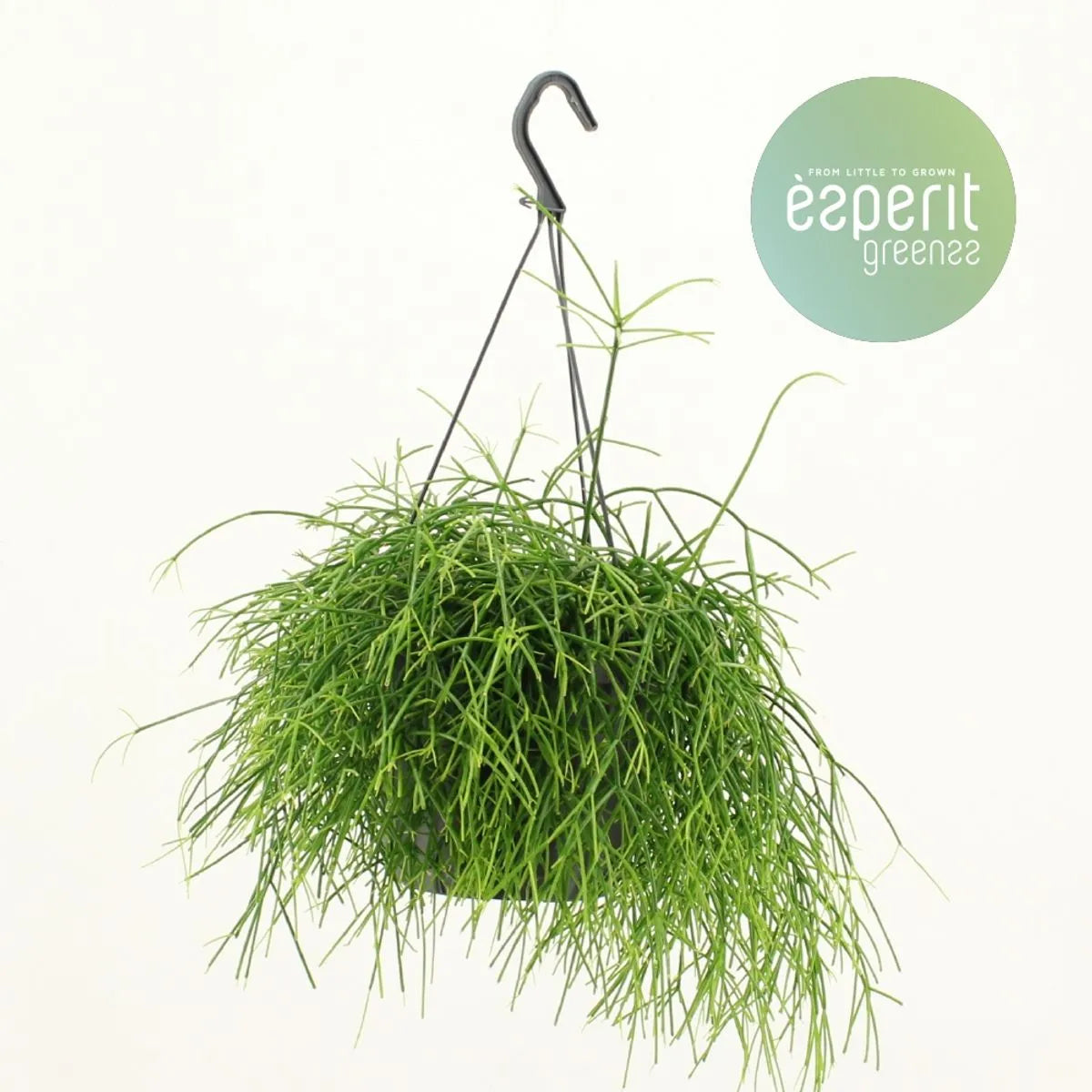 Rhipsalis baccifera oasis - Kvety Shop