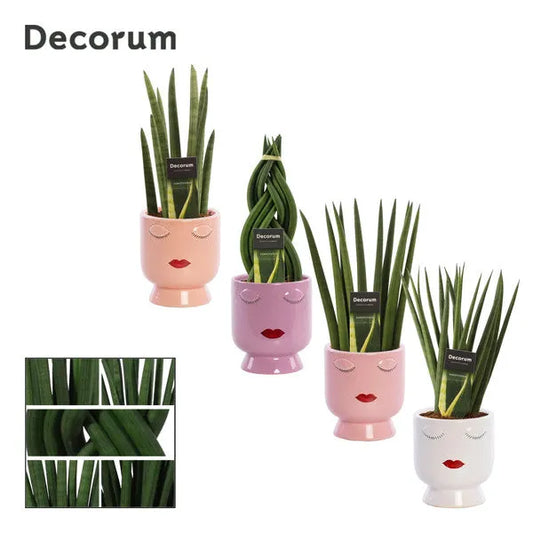 Sansevieria cylindrica + kvetináč Dua Lipa - Kvety Shop