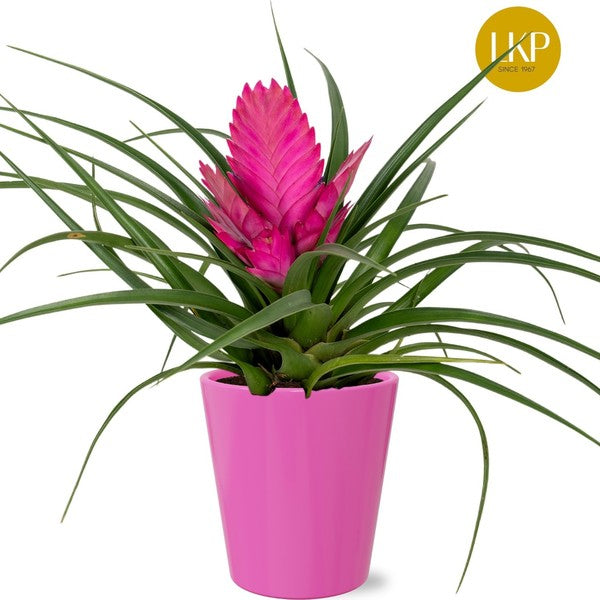 Tillandsia cyanea Josée in ceramic - Kvety Shop