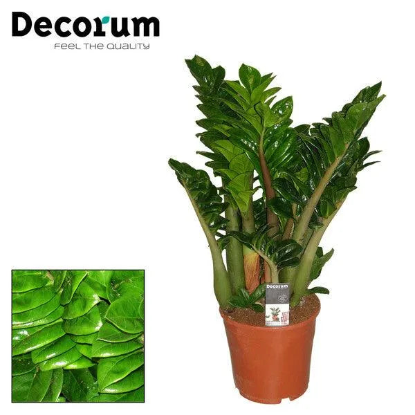 Zamioculcas zamiifolia Zenzi - Kvety Shop