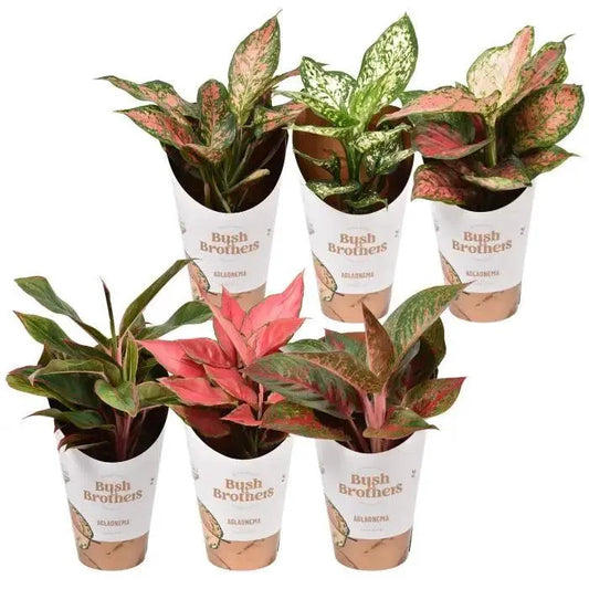 Aglaonema Mix 'Star Collection' - Kvety Shop