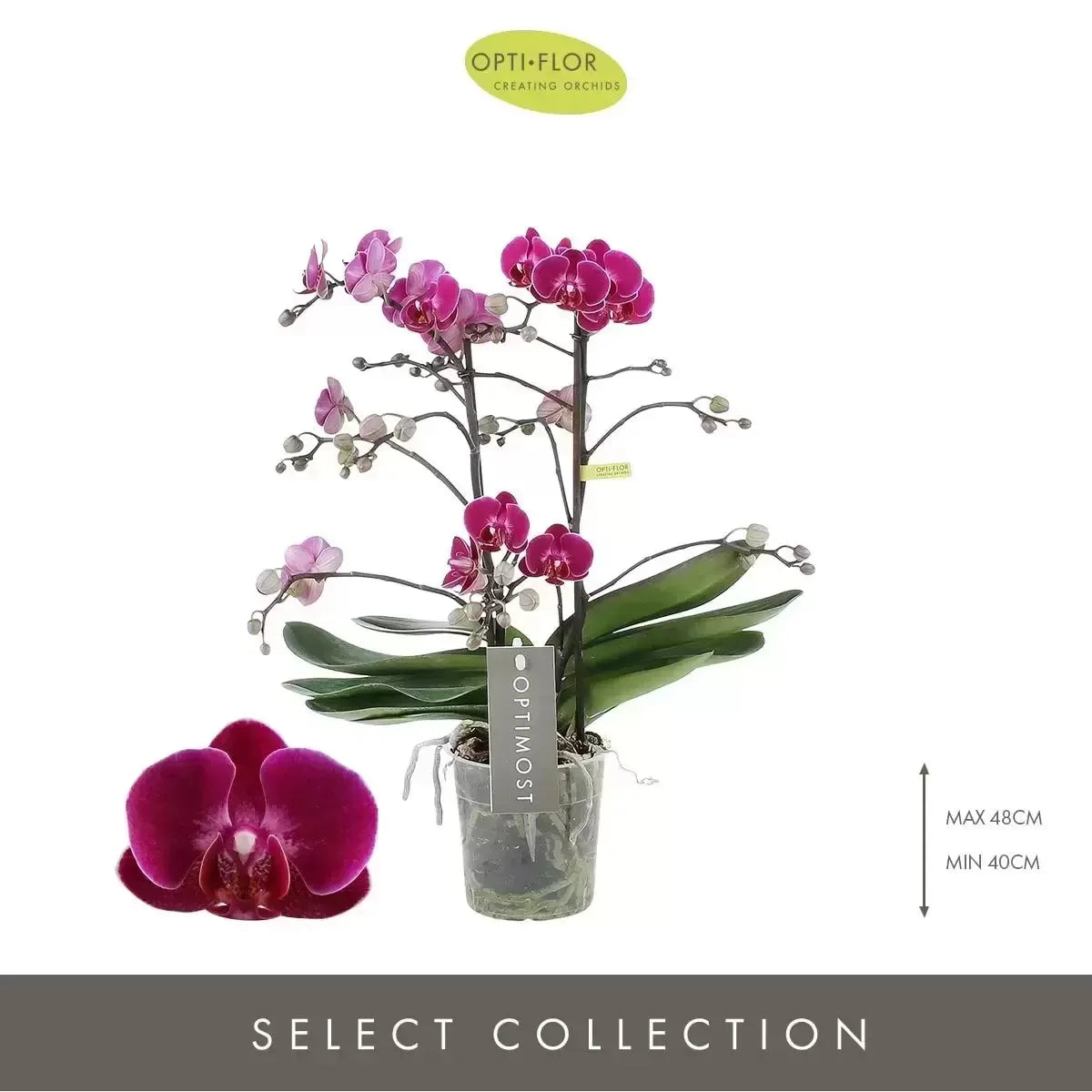 Phalaenopsis Optimost Morelia 3t purple - Kvety Shop