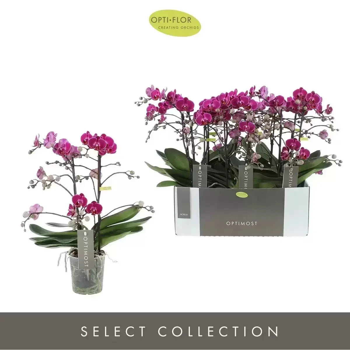 Phalaenopsis Optimost Morelia 3t purple - Kvety Shop